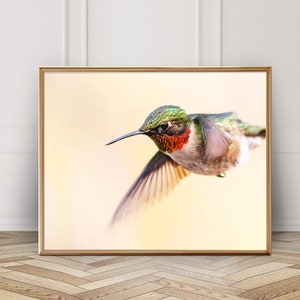 Super Hummer - Ruby Throated Hummingbird Photo - Digital Download - Instant Download - Printable Photography - Bird Photo