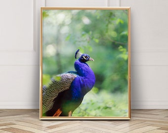 Pretty As A Peacock Photo - Digital Download - Instant Download - Printable Photography - Bird Photo -