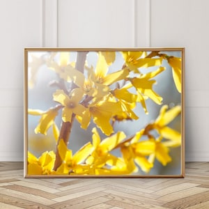 Forsythia Photo - Digital Download - Instant Download - Printable Photography - Yellow - Nature Art - Sunny Wall Art