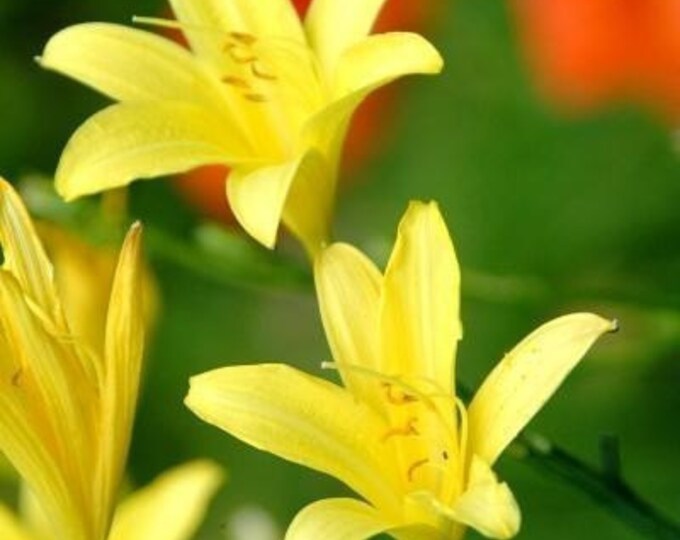 Casablanca Lily Fragrance Oil Etsy