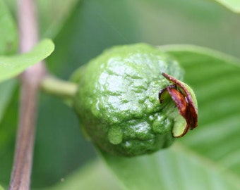 Guava Fruit Fragrance Oil - 13 ounces
