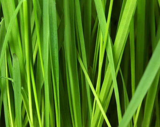 Fresh Cut Grass Fragrance Oil Etsy