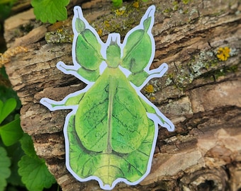 Leaf Bug Sticker | Insect Sticker | Cute Durable Sticker | Handmade