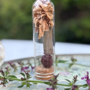 Merkur-Talisman - Vidhara Mool & Rudraksha Glaskapsel für Mentale Klarheit, Energie-Balance und Astrologie-basierte Planetenhilfe