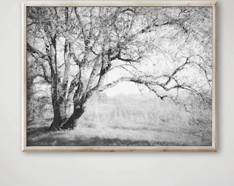 以下が含まれることがあります： 大きな木と裸の枝が広がる野原の白黒風景写真を収めた長方形のウォールアートプリント。プリントは明るい色調の木製フレームに収められており、無地の白い壁に飾られています。