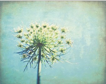 Botanical Print, Queen Anne's Lace, Blue Green Wall Art, Nature Photography, Flower Photography, 5x7 8x10, Rustic Wildflower Print