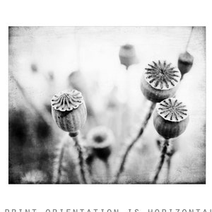 Poppy Pods Print Nature Photography, Black and White Wall Art, Nature Print, Gray Botanical Art Print, 8x10 11x14 Print image 5