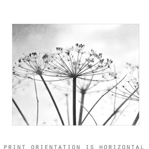 Botanical Print Black and White Photography, Wild Plants, Nature Print, Contemporary Nature Living Room Art, 8x10 16x20 Print image 3