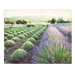Puede incluir: Paisaje de un campo de lavanda con hileras de flores moradas y arbustos verdes. La orientaci&oacute;n de la impresi&oacute;n es horizontal. En el fondo, se ven &aacute;rboles y colinas bajo un cielo brillante.