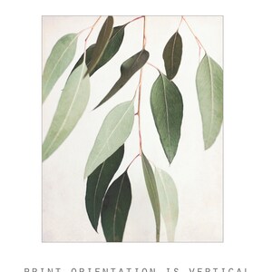 Eucalyptus Print Botanical Wall Art, Sage Green Wall Art, Nature Photography, 8x10 11x14, Modern Rustic Living Room Decor image 4