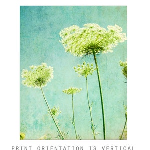 Flower Photography Queen Anne's Lace Print, Floral Aqua Blue Green Wall Art, Nature Photography, 8x10 11x14, Wildflower Botanical Wall Art image 5