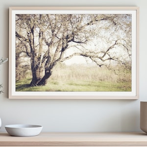 Oak Tree Photograph Rustic Landscape Photography Neutral Decor Nature Photography