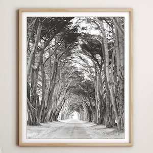 Landscape Photograph Black and White Nature Photography Gray Tree Print Cypress Trees Large Wall Art