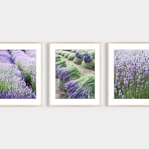 May include: Three framed photographs of lavender fields. The first photo shows a field of purple lavender flowers. The second photo shows bundles of lavender being harvested. The third photo shows a field of lavender flowers in bloom.
