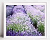 Lavender Field Print, Pur...