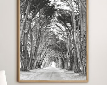 Cypress Tree Tunnel Print Black and White Landscape Photography