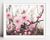 Cherry Blossoms Print, Pi...