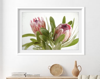 Protea Print - Flower Photography, Floral Wall Art, Botanical Print, Pink Green, Nature Photography, 16x20 24x36, Large Wall Art