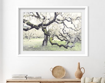 Oak Tree Wall Art - Rustic Landscape Photography Print, Nature Photography, Gray Green, Oak Tree Photography, 8x10 16x20 Print