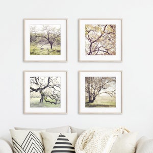 Oak Tree Prints Landscape Photography Set of 4 Prints, Rustic Living Room Decor, Nature Photography, Gallery Wall, 5x5 8x8 Prints image 1