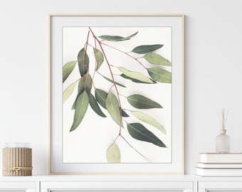 Eucalyptus Leaves Print - Nature Photography, Minimal Modern Botanical, White Rustic Wall Art, Still Life Photography, Sage Green Wall Art