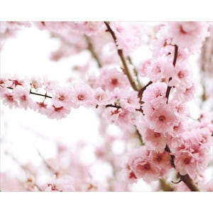 Cherry Blossoms Print - Pink Floral Wall Art, Spring Flower Photography, Flower Art Print, Sakura, Cherry Blossom Branch Art Print