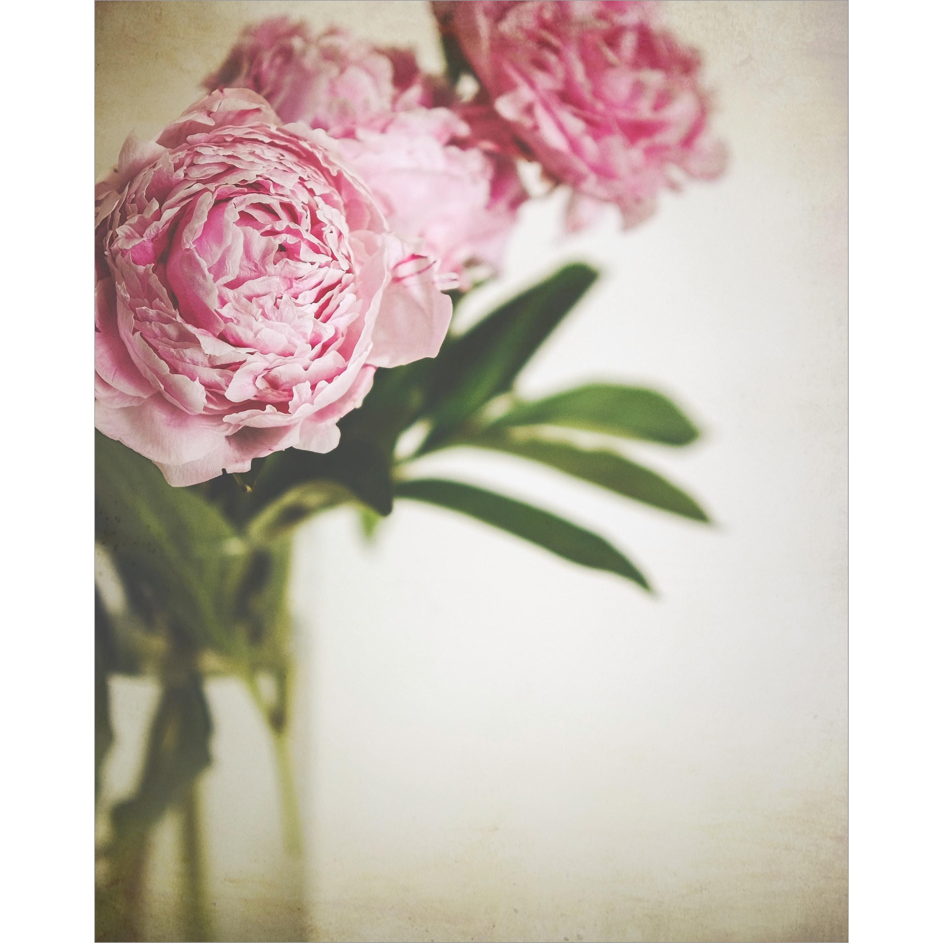 Peony Flower Print, Botanical Art, Flower Still Life Photography, Floral Wall Art, Flower Photography, Pink Peony Wall Art