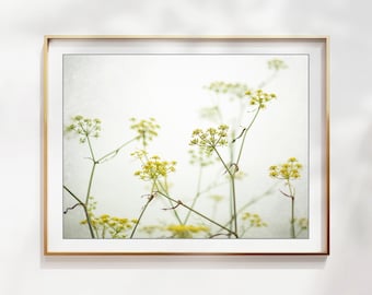 Fennel Print - Yellow Flower Photography, Botanical Print, Minimal Nature Photography, Floral Wall Art, Yellow Wildflowers, 8x10 16x20 Print