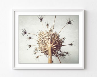 Queen Anne's Lace Print - Nature Photography, Minimal Modern Rustic Wall Art, Still Life Photography Print, Neutral Farmhouse Decor