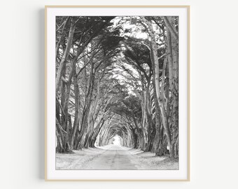 Landscape Photograph - Black and White Nature Photography Cypress Trees Print Gray Wall Art 8x10 11x14 24x30 Large Wall Art