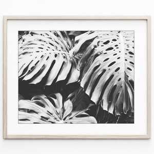 Set of Four Prints Botanical Print Set Black and White Photography, 8x10 11x14 Print Set, Nature Photography Print Set Wall Art image 5