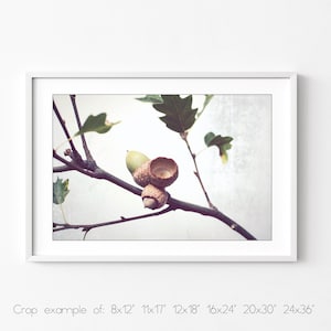 Acorn Photography, Oak Tree Branch Print, Neutral Wall Art, Autumn Fall Photography, Minimal Rustic Still Life Photography, 8x10 11x14 12x16 image 6