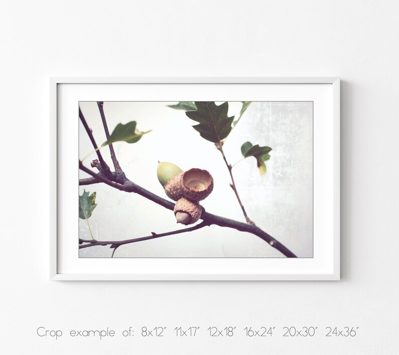 Acorn Photography, Oak Tree Branch Print, Neutral Wall Art, Autumn Fall Photography, Minimal Rustic Still Life Photography, 8x10 11x14 12x16 image 6