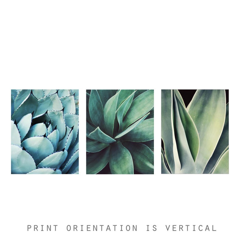 Agave Leaf Prints - Blue Green Wall Art, Botanical Nature Photography, Living Room Art, 8x10 11x14 Prints - Save 30% bild 6