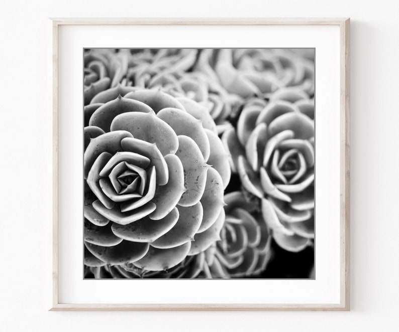 Conjunto de impresión botánica, fotografía en blanco y negro, hojas de flores, conjunto de 9 impresiones, fotografía de naturaleza, conjunto de pared de galería, impresiones 5x5 8x8 imagen 3