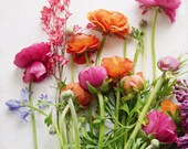 Flower still life - colorful floral wall art - ranunculus flowers -  rainbow colors - white pink red orange - botanical print  "Spring Joy"