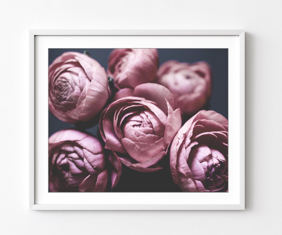 Flower Photography Ranunculus Flower Still Life Print Pink - Etsy