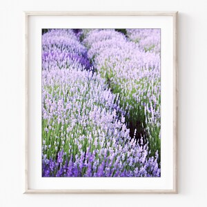 May include: A field of lavender flowers in shades of purple and white. The flowers are in bloom and the field is lush and green.