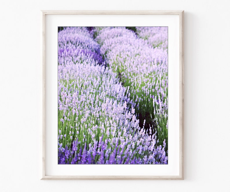 May include: A field of lavender flowers in shades of purple and white. The flowers are in bloom and the field is lush and green.