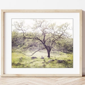 Oak Tree Landscape Print Landscape Photography, Dreamy Woodland Wall Art, Nature Photography Print, 8x10 16x20, Rustic Wall Art image 6