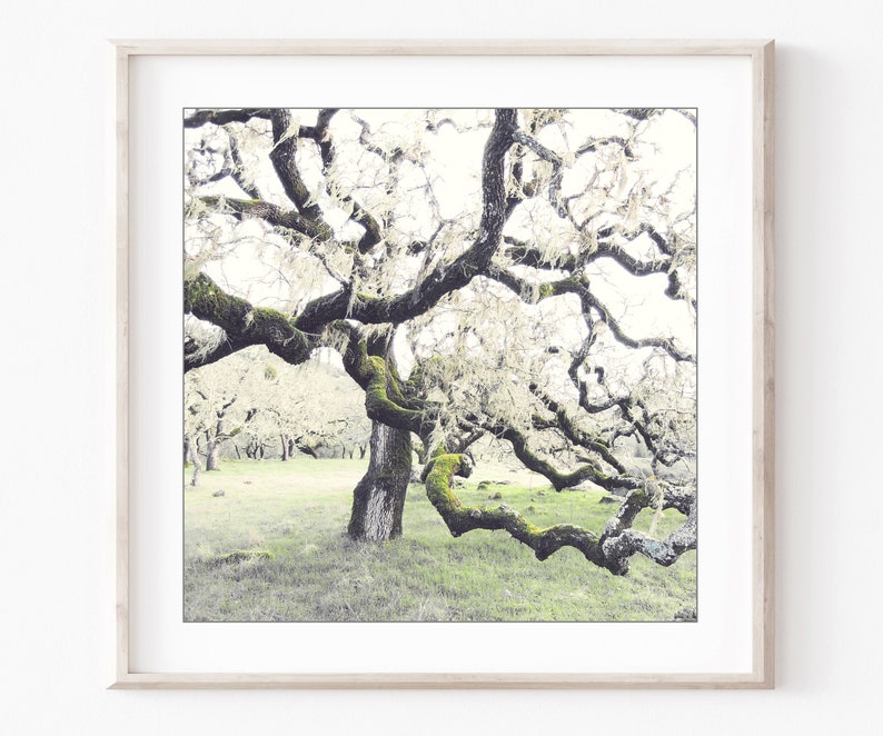 Oak Tree Prints Landscape Photography Set of 4 Prints, Rustic Living Room Decor, Nature Photography, Gallery Wall, 5x5 8x8 Prints image 5