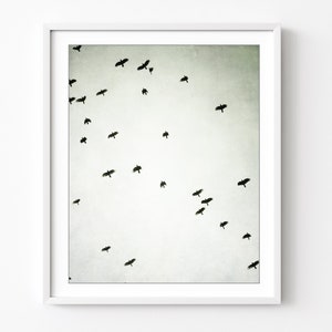 Black and White Nature Photography, Flock of Birds, 8x10 16x20, Birds in Flight, Contemporary Minimal Wall Art Print