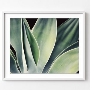 Agave Print, Nature Photography, Sage Green Wall Art, Botanical Print, Desert Southwest Decor, Succulent Wall Art, 8x10 16x20 Print image 1