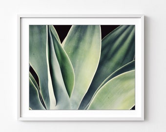 Agave Print Nature Photography Sage Green Wall Art, Botanical Print, Desert Southwest Decor, Succulent Wall Art, 8x10 16x20 Print