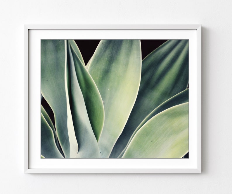 Agave Print, Nature Photography, Sage Green Wall Art, Botanical Print, Desert Southwest Decor, Succulent Wall Art, 8x10 16x20 Print image 1