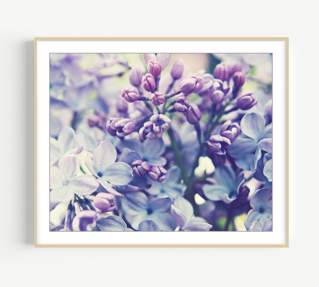 Lilac Flowers Photograph, Botanical Print, Pale Purple Wall Art ...