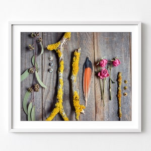 Naturalist Print, Nature Collection, Still Life Photography, Rustic Nature Wall Art, Seed Pod, Feather, Branches, Flowers, 8x10 11x14 Print