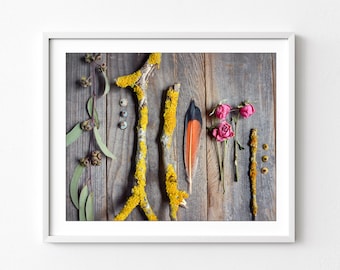 Naturalist Print, Nature Collection, Still Life Photography, Rustic Nature Wall Art, Seed Pod, Feather, Branches, Flowers, 8x10 11x14 Print