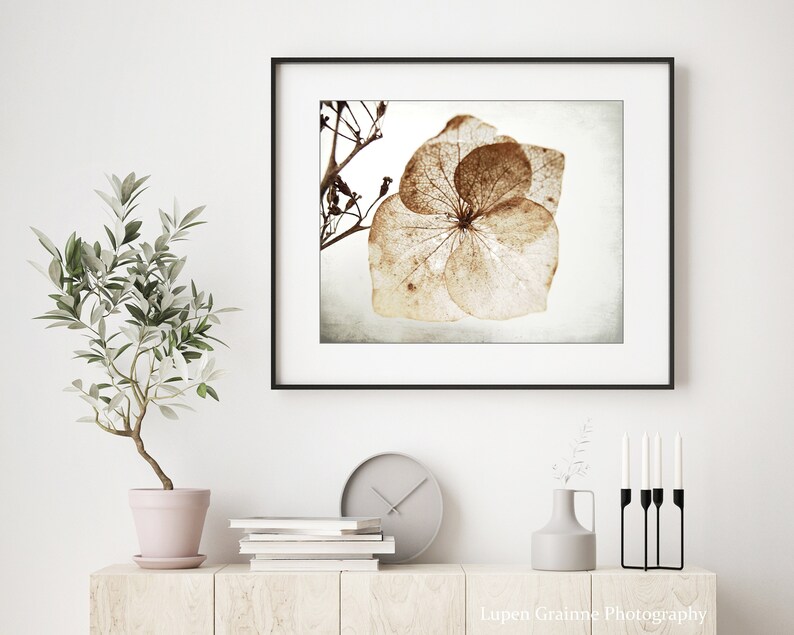 Hydrangea Flower Nature Photography Minimal Modern Rustic Wall Art, Dried Flower Still Life Photography, Brown Neutral Farmhouse Decor image 2