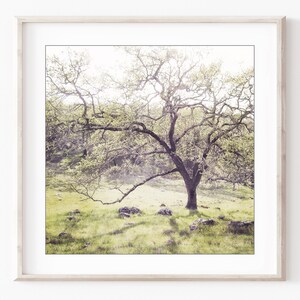 Oak Tree Prints Landscape Photography Set of 4 Prints, Rustic Living Room Decor, Nature Photography, Gallery Wall, 5x5 8x8 Prints image 3